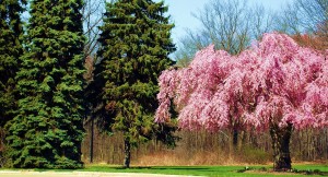 Copeland Oaks Spring Blossom