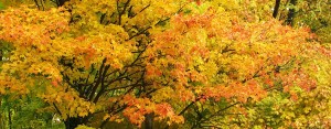 Golden Fall Leaves at Copeland Oaks